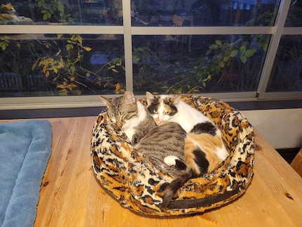 Haru en Olly zijn voor elkaar gemaakt.