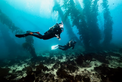 Floating through the underwater world perfectly balanced -– that’s what Avelo guarantees.