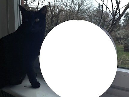  Mehr Tageslicht ist auch bei den Katzen sehr beliebt.