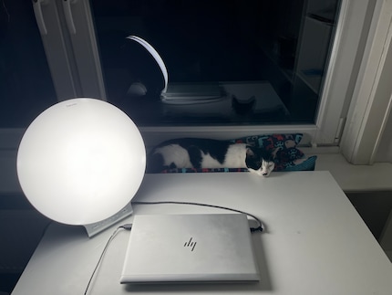 Morgens um sieben ist es draußen noch dunkel, auch die Katze schläft noch, das Tageslicht macht den Arbeitsbeginn aber gleich viel angenehmer.