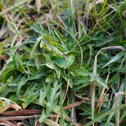 Dandelions can also be recognised in winter by their remaining leaves.