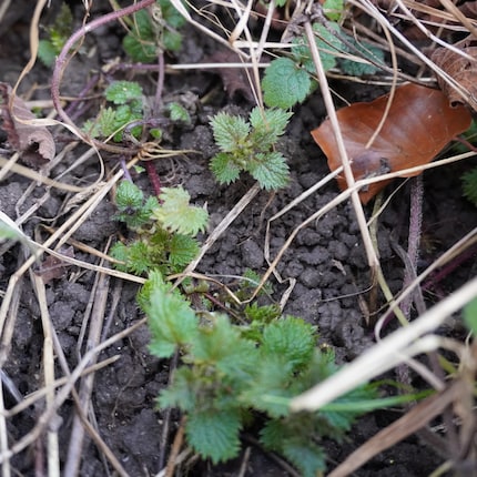 If January is as warm as this year, you will already find young nettle shoots.