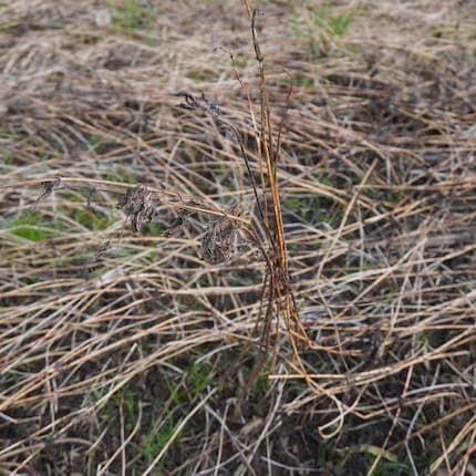 In winter, the stinging nettle stem and individual, withered leaves remain.