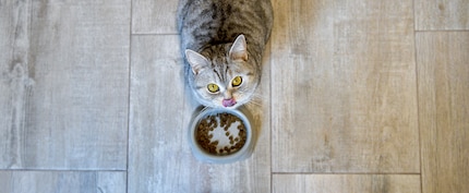 Some cats purr particularly loudly or even whine when hungry.