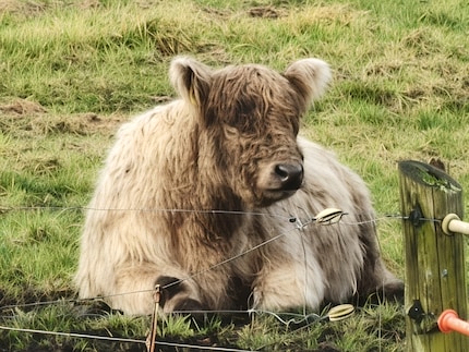 AI Telescope has turned this cow into an oil painting at 60x zoom.