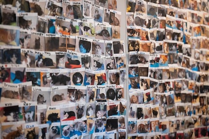 Als je de muur niet meer ziet voor alle katten: Al deze viervoeters hebben een thuis gevonden.