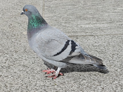 Gurr, gurr. De duif heeft prachtige kleuren en een duidelijk herkenbaar verenkleed. Hier met drievoudige optische zoom.