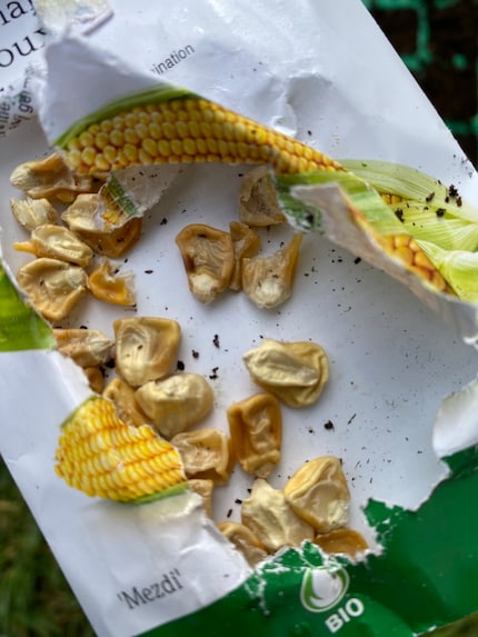 De zaadjes zien er al uit als maïs! 