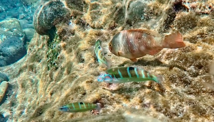 Ein Schnappschuss bei meinem Ausflug unter Wasser.