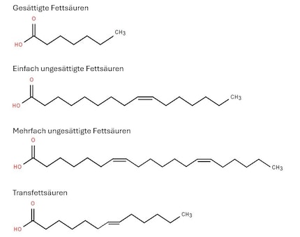 The different types of fatty acids at a glance.