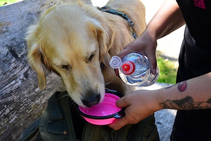 Yum! Kaya prefers to slurp water from her travel bowl.