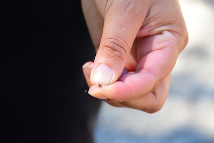 One of the many ticks from Kaya’s fur. Livia removes and crushes them.