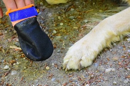 Dog shoes protect against burnt paws in summer.