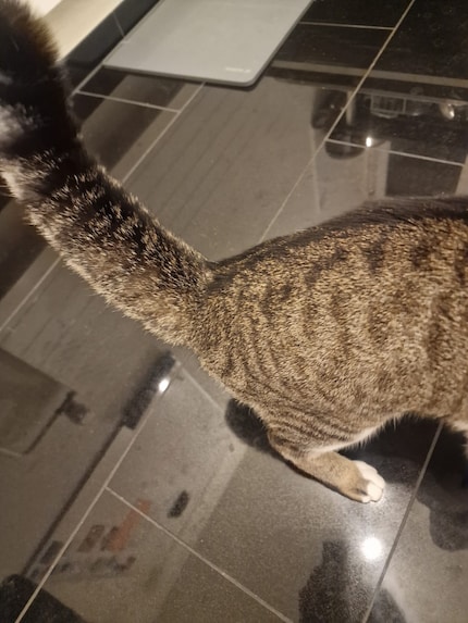 Jasper de wasbeer in de keuken. Wat dacht je van afwassen? 