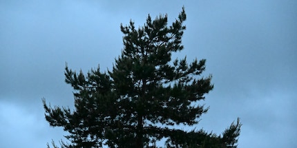 64 000 ISO, JPEG zonder bewerking