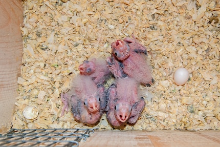 Kaketel kuikens in hun nestkast: De kleintjes maken veel werk.