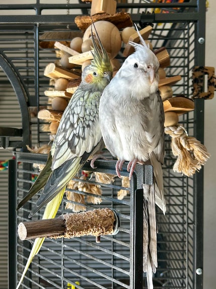 Cookie en Pebbles zouden zeker geweldige ouders zijn. Maar niet nu.