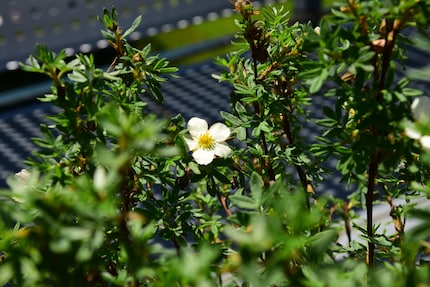 The newcomer surprised me with its white-pink flowers.