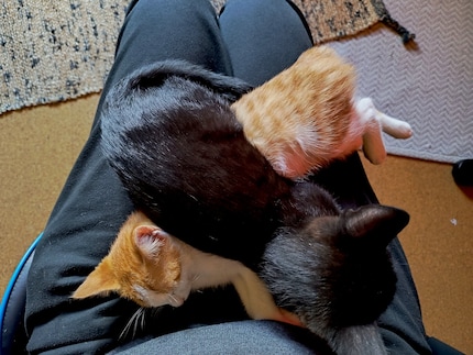 Balu s’étale simplement sur Bonnie. Pourquoi pas...