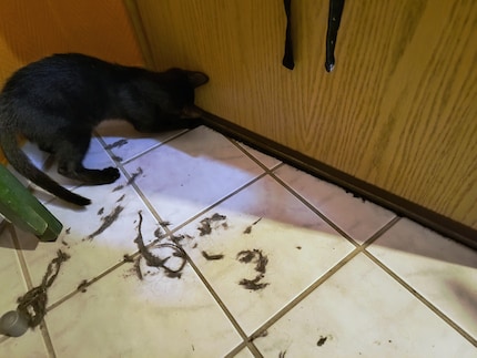 Who would’ve thought that so much dirt could accumulate under the door?