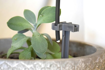 A few drops a day should be enough to prevent the plants from drying out.