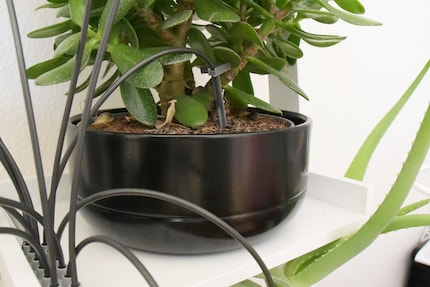 12 plants are attached to a distributor.