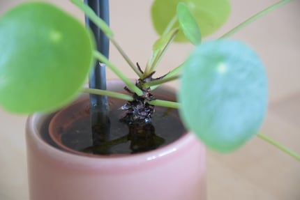 That was probably a bit too much: my UFO plant is sitting in water after a few days.