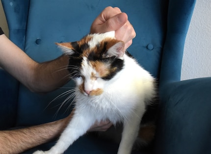 Niets te zien van gevoelloosheid: Joy bevrijdt zich na een paar seconden uit de nekgreep.