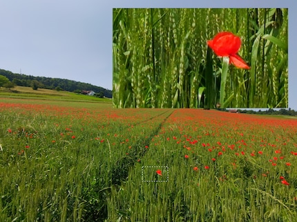 De 48-megapixel foto is scherper dan met 12 megapixels, maar de lens bereikt zijn grenzen.