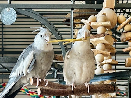 Ik heb geen hond nodig. Rio en Cookie kunnen ook stokken apporteren.