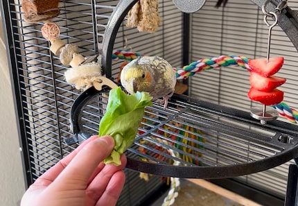 Pebbles houdt vooral van salade.