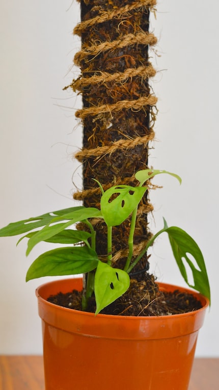 Monstera's groeien graag op klimhulpmiddelen zoals mosstokken.