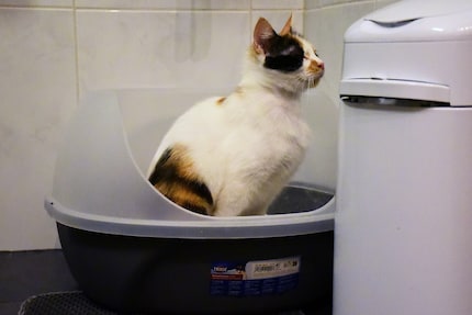 De rand is niet genoeg: na haar behoefte spuugt Joy de kattenbakvulling alle kanten op.