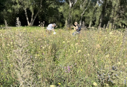 De prachtige wilde bloemenweiden zijn grotendeels vervaagd - nu kunnen de verzamelaars aan de slag.