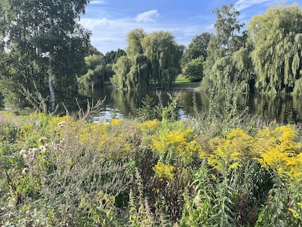 Dankzij de strook wilde bloemen lijkt het hier niet bepaald op de stad. Volgend jaar zal ik hier ook aan bijdragen met mijn zaadopbrengst.