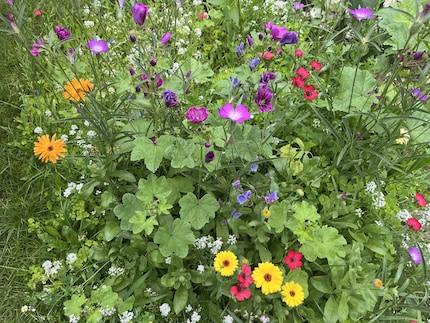 Mijn bloemenweide bestaat dit jaar voornamelijk uit gekochte zaden. Voor volgend jaar ga ik de zaden zelf verzamelen.
