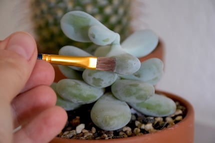 Deze Pachyphytum oviferum is een prachtig voorbeeld van hoe ijverig ik (niet) stof.