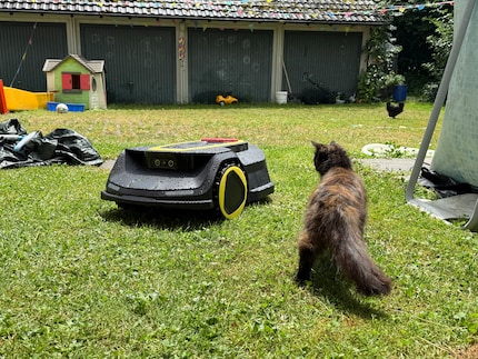 Notre chatte Wanda est tout de même curieuse tant que la RCX 6 ne bouge pas.