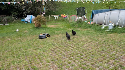 Les poules évitent la fauteuse de troubles avant qu’elle ne doive le faire.