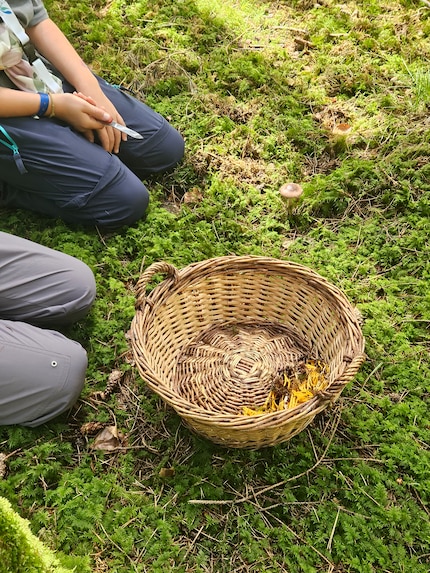 Mijn kinderen hebben al een paar gele paddenstoelen in de mand gedaan. Het zijn zeker geen cantharellen. Maar misschien wel eetbare paddenstoelen?