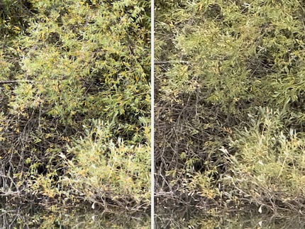  Sterk vergrote RAW delen op dezelfde afstand van het onderwerp - de 4x tele van de iPhone 17 Pro (links) levert meer detail dan de 5x tele van de iPhone 16 Pro (rechts) ondanks de kleinere brandpuntsafstand.