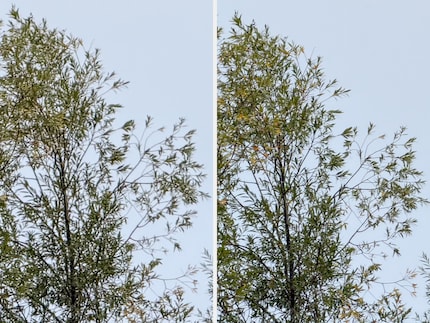 De speciale beeldbewerkingspijplijn van de 8x-tele (rechts) haalt iets meer uit de sensor vergeleken met een eenvoudige Photoshop-crop van de 4x-tele (links).