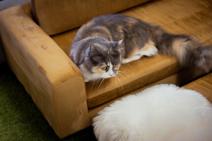 Luzia lummelt op de chaise longue en wacht op haar glas Pawnac.