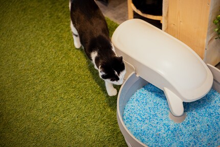 Het zwembad van het hotel? Nee, een zelfreinigende kattenbak met silicaatstrooisel.